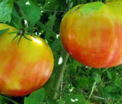 Kalium-Tomato-2 (1)